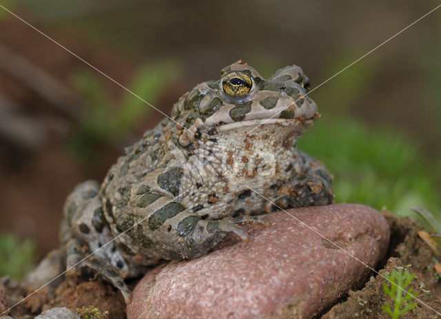 Groene pad (Bufo viridis)