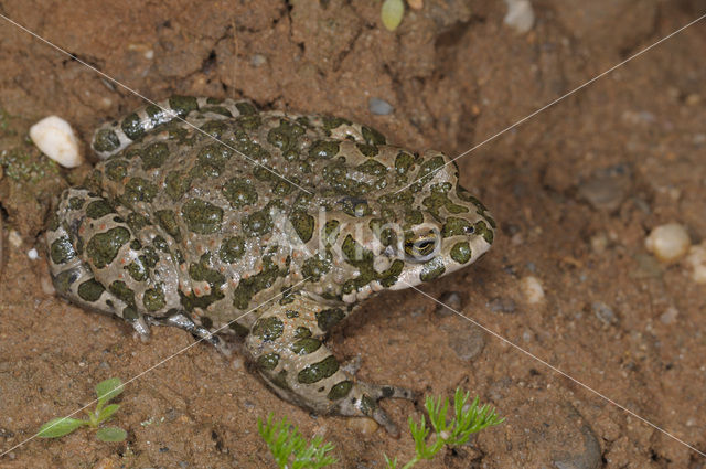 Groene pad (Bufo viridis)