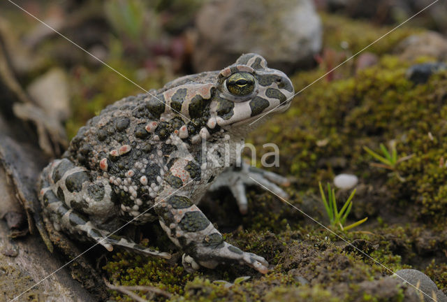 Groene pad (Bufo viridis)