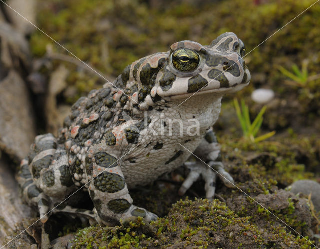 Groene pad (Bufo viridis)