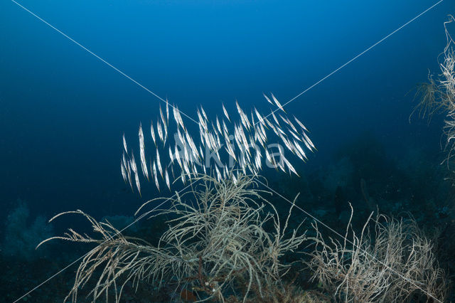 Grooved razor-fish (Centriscus scutatus)