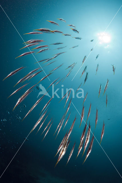 Grooved razor-fish (Centriscus scutatus)