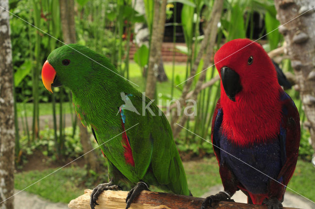 Grote Edelpapegaai (Eclectus roratus)