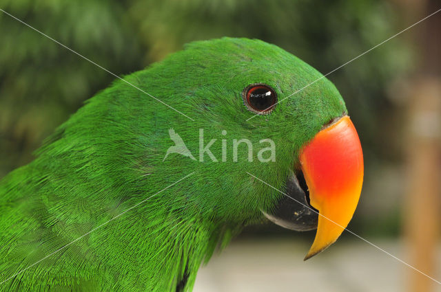 Grote Edelpapegaai (Eclectus roratus)