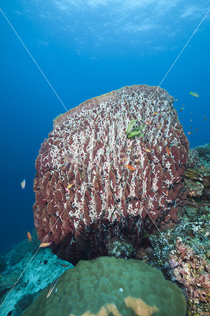 Great Barrel Sponge (Xestospongia testudinaria)