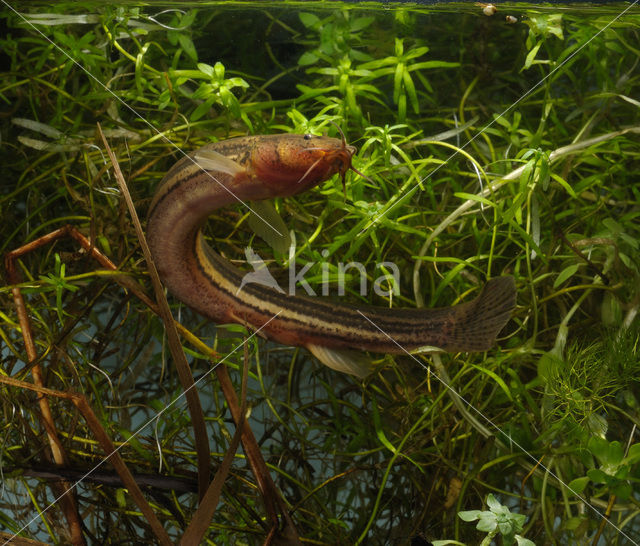 Weatherfish (Misgurnus fossilis)