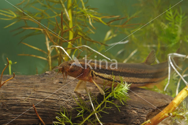 Weatherfish (Misgurnus fossilis)