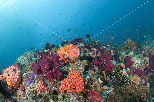 Pacific Ocean