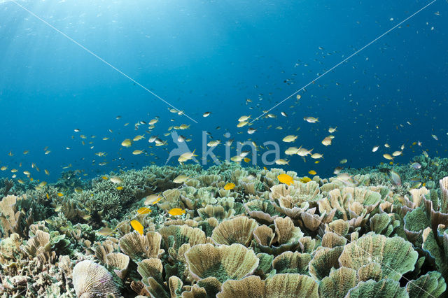 Pacific Ocean