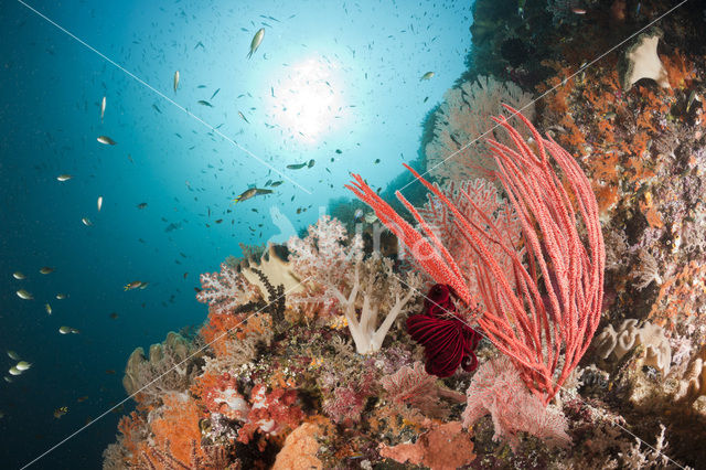 Pacific Ocean