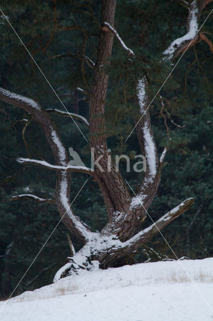 Scots Pine (Pinus sylvestris)