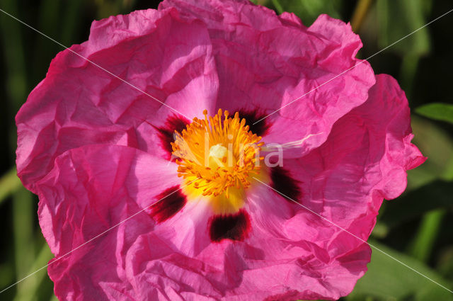 gum rockrose (Cistus ladaniferus)