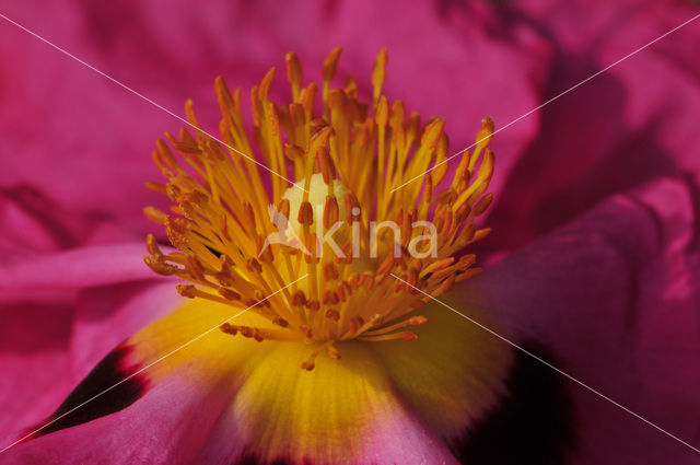 gum rockrose (Cistus ladaniferus)