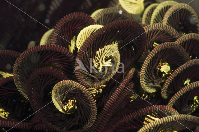 crinoid (Comanthina sp)