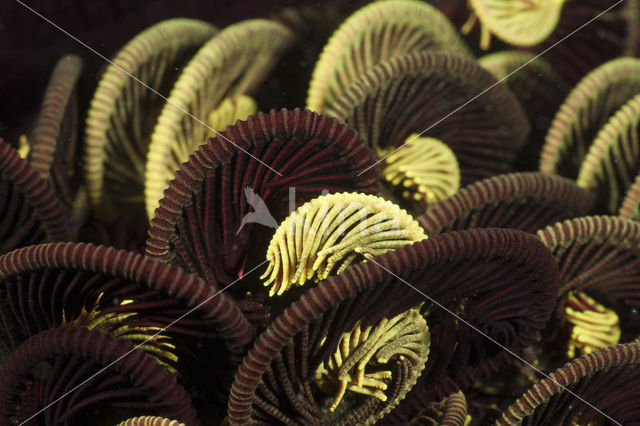 crinoid (Comanthina sp)