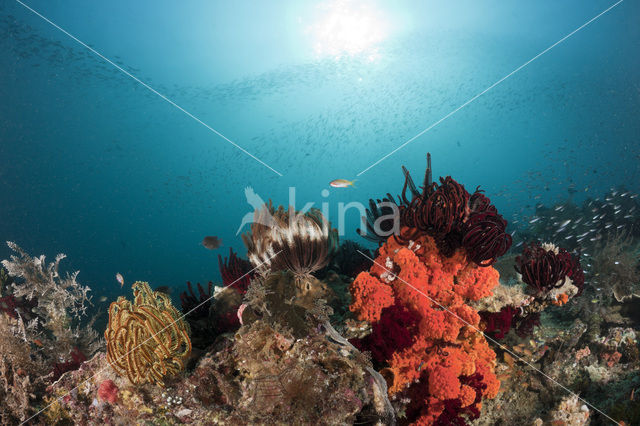 crinoid (Comanthina sp)