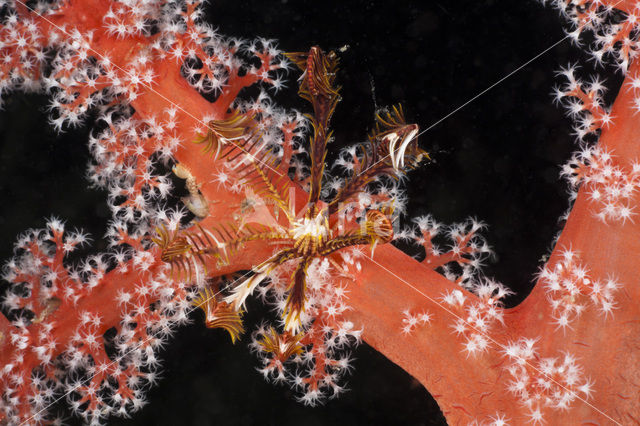 crinoid (Comanthina sp)