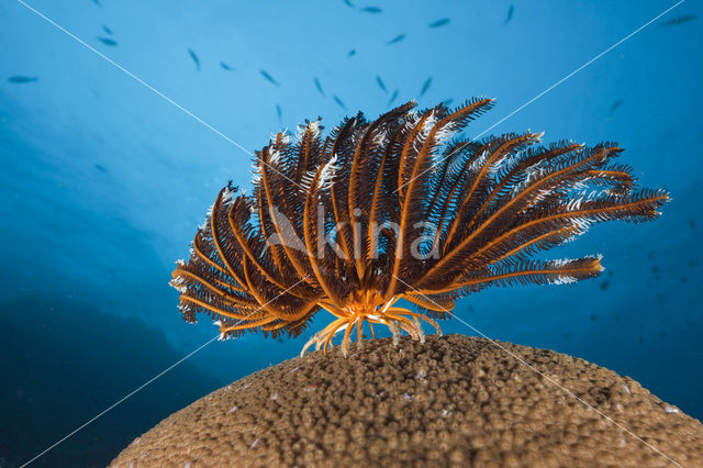 crinoid (Comanthina sp)