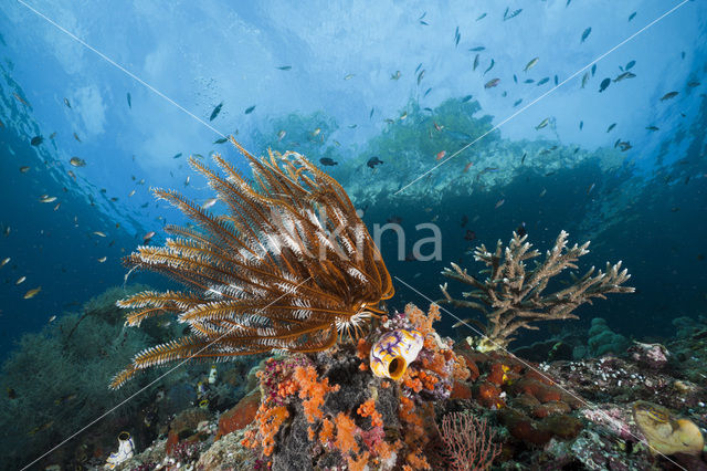 crinoid (Comanthina sp)