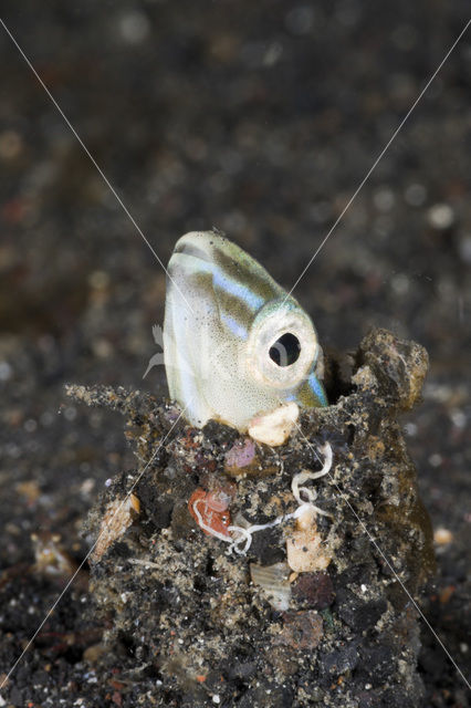 Hairtail blenny (Xiphasia setifer)