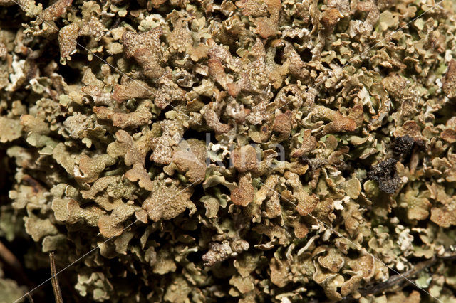 Hamerblaadje (Cladonia strepsilis)