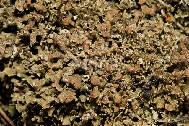 Olive cladonia (Cladonia strepsilis)