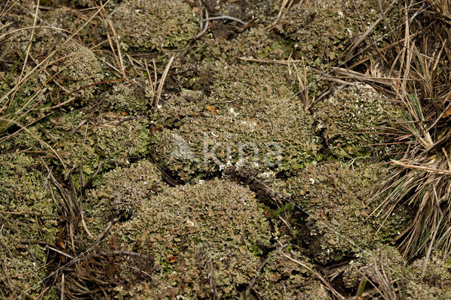 Hamerblaadje (Cladonia strepsilis)