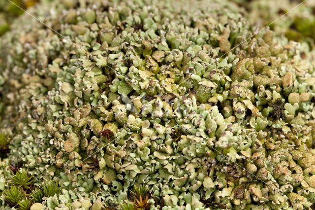 Olive cladonia (Cladonia strepsilis)