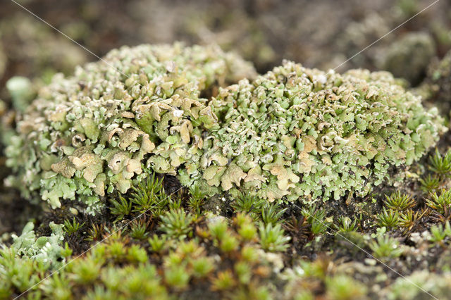 Olive cladonia (Cladonia strepsilis)