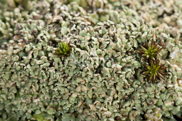 Hamerblaadje (Cladonia strepsilis)