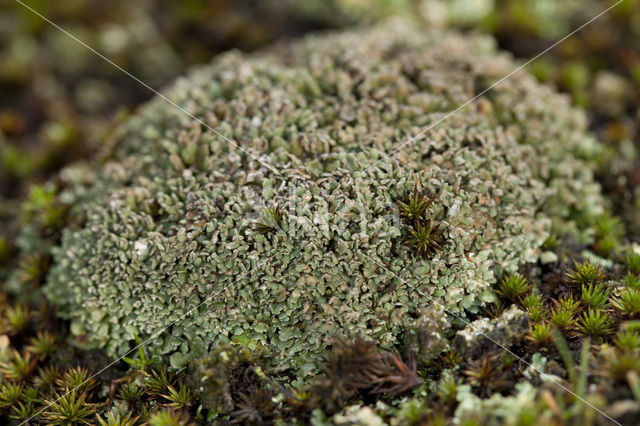 Olive cladonia (Cladonia strepsilis)