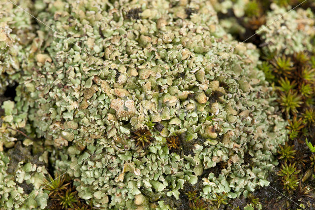 Olive cladonia (Cladonia strepsilis)