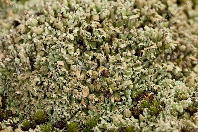 Olive cladonia (Cladonia strepsilis)