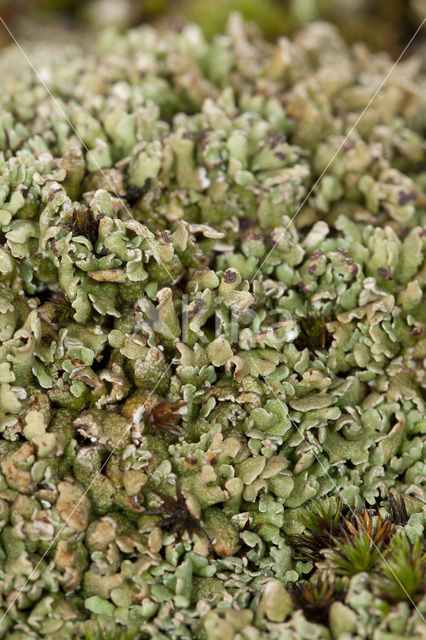 Hamerblaadje (Cladonia strepsilis)