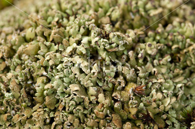 Olive cladonia (Cladonia strepsilis)