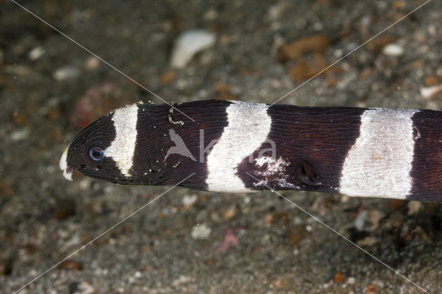 Harlequin snake eel (Myrichthys colubrinus)