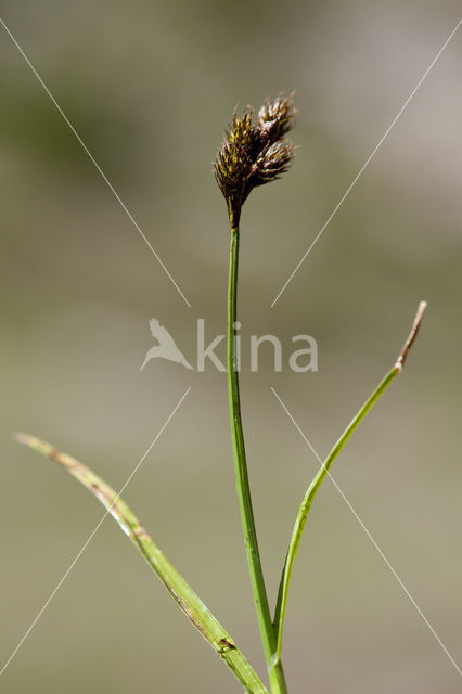 Oval Sedge (Carex ovalis)