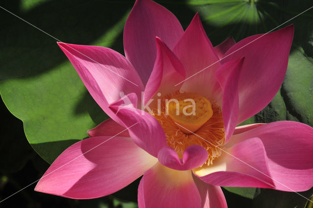 Sacred lotus (Nelumbo nucifera)