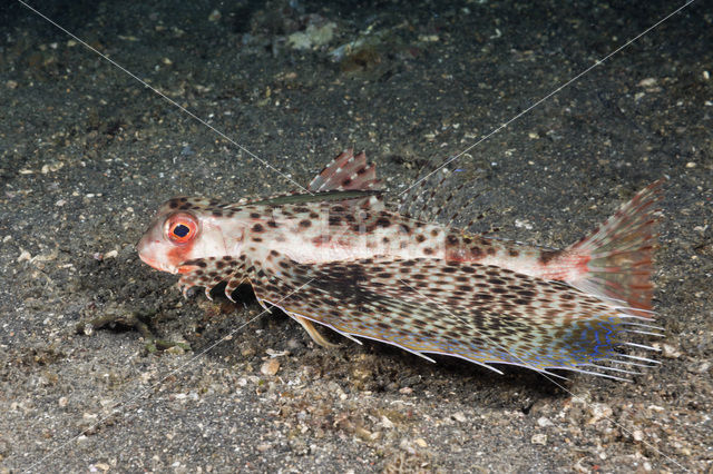 Flying Gurnard (Dactyloptena orientalis)