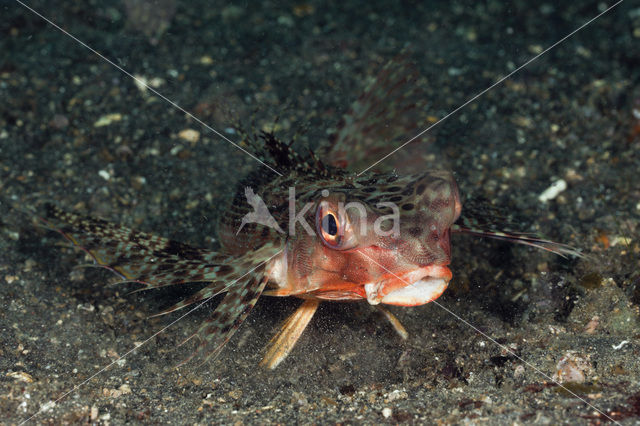 Flying Gurnard (Dactyloptena orientalis)