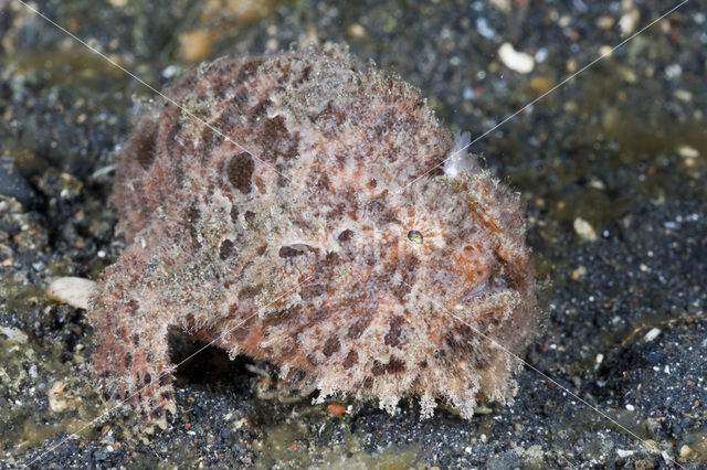 Hispid Frogfish (Antennarius hispidus)