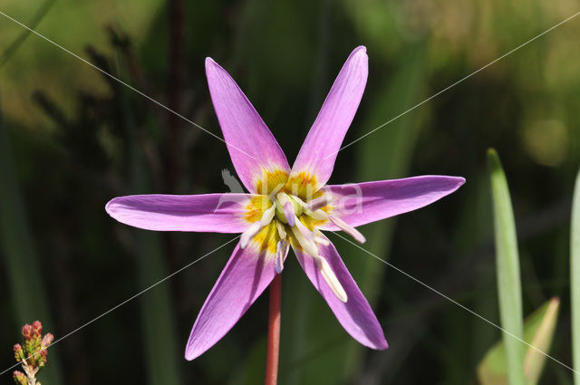 Trout lilly (Erythronium americanum)