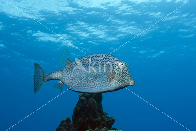 Honeycomb Cowfish (Lactophrys polygonia)
