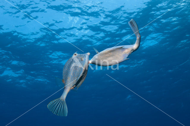 Honeycomb Cowfish (Lactophrys polygonia)