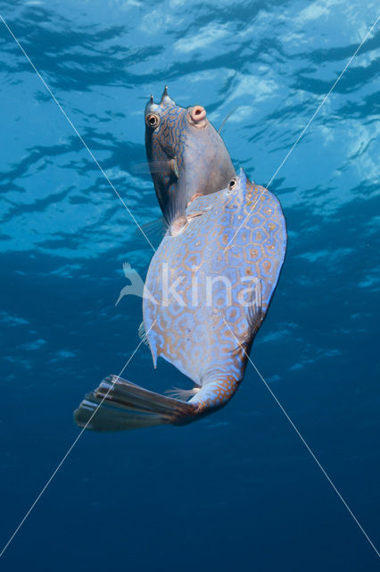 Honeycomb Cowfish (Lactophrys polygonia)