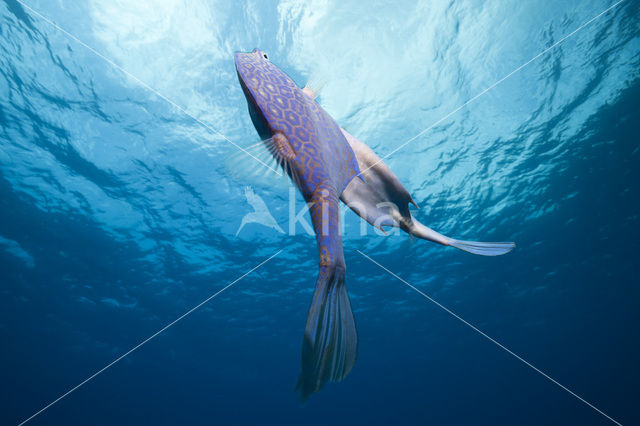 Honeycomb Cowfish (Lactophrys polygonia)