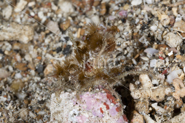 Hooiwagenkrab (Macropodia spec)