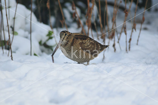 Eurasian Woodcock (Scolopax rusticola)