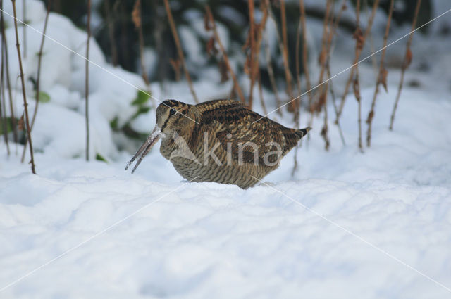 Eurasian Woodcock (Scolopax rusticola)