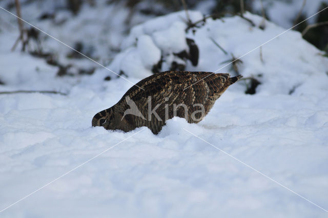 Eurasian Woodcock (Scolopax rusticola)